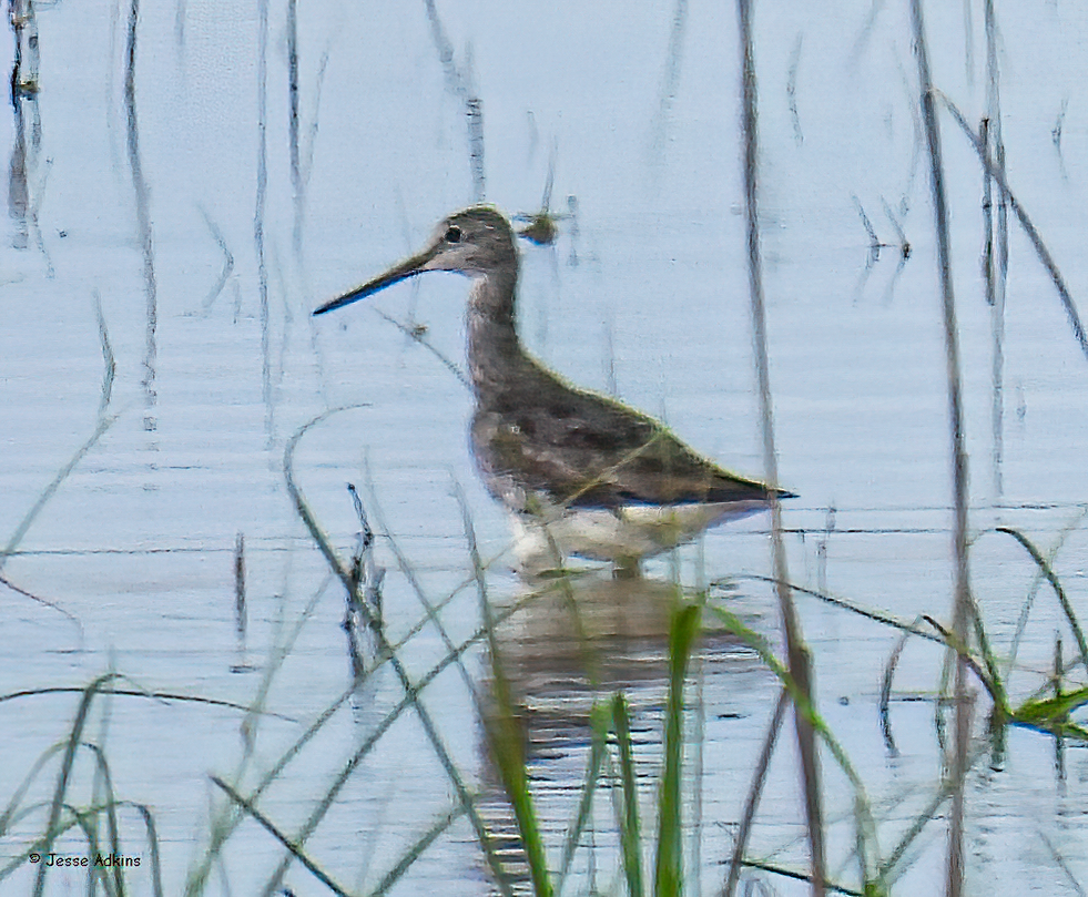 Greater Yellowlegs - Jesse Adkins