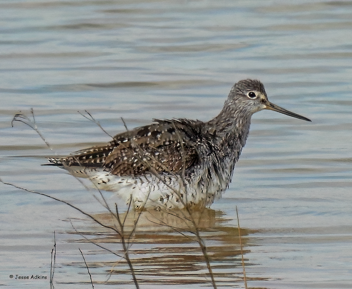 Greater Yellowlegs - Jesse Adkins