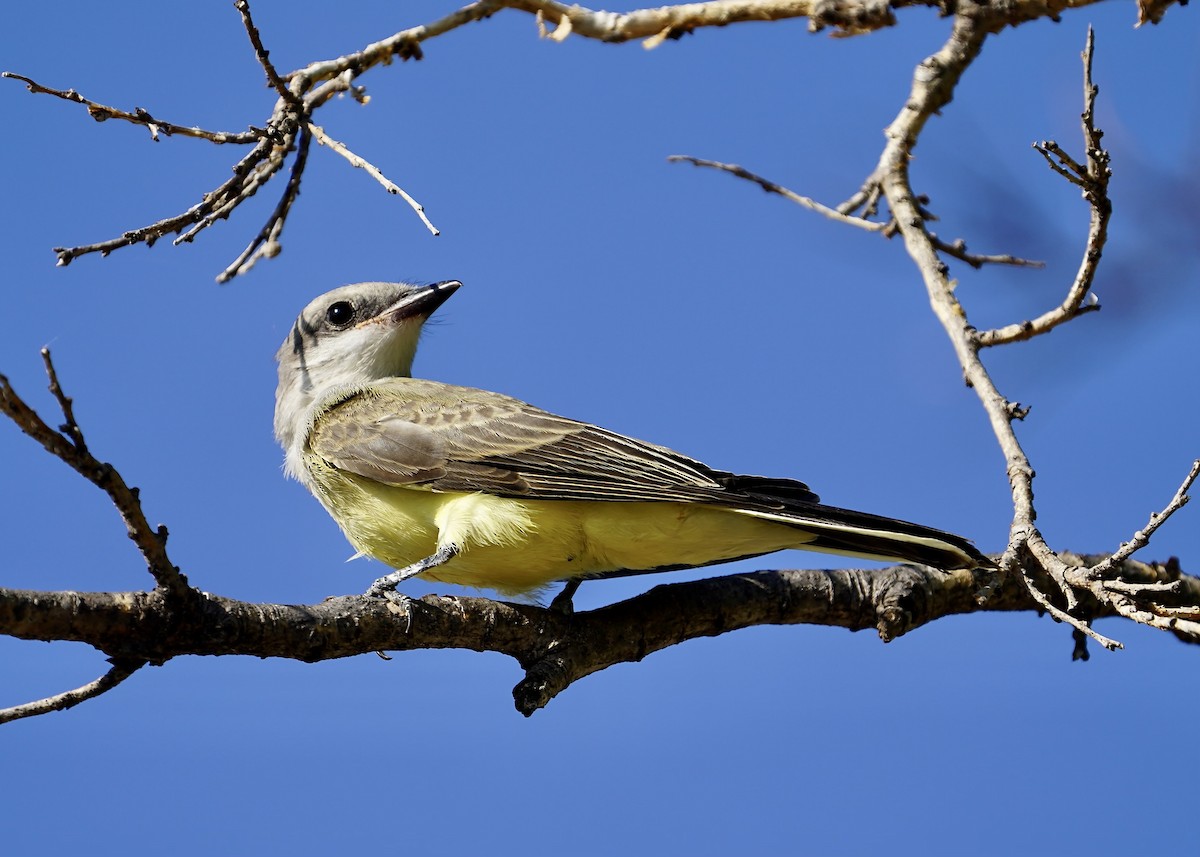 Western Kingbird - Karen Carpenter