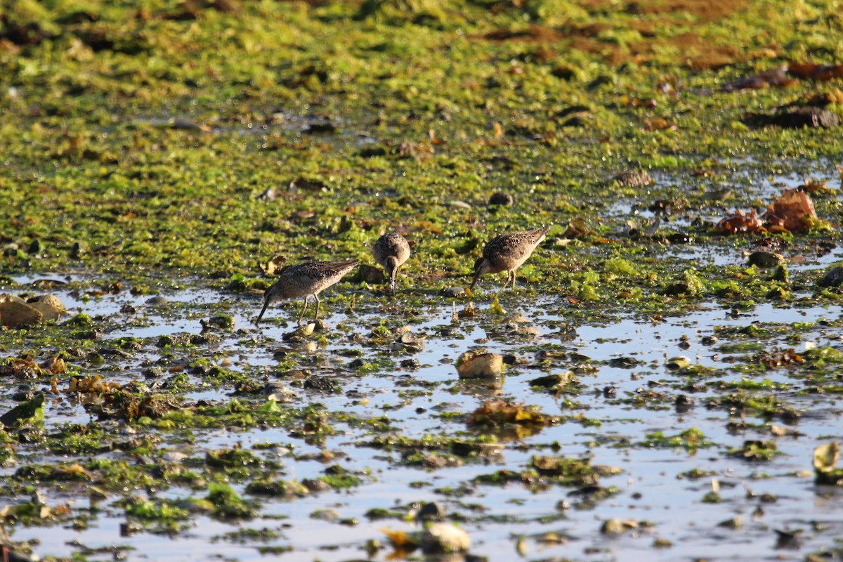 Short-billed Dowitcher - ML622142817