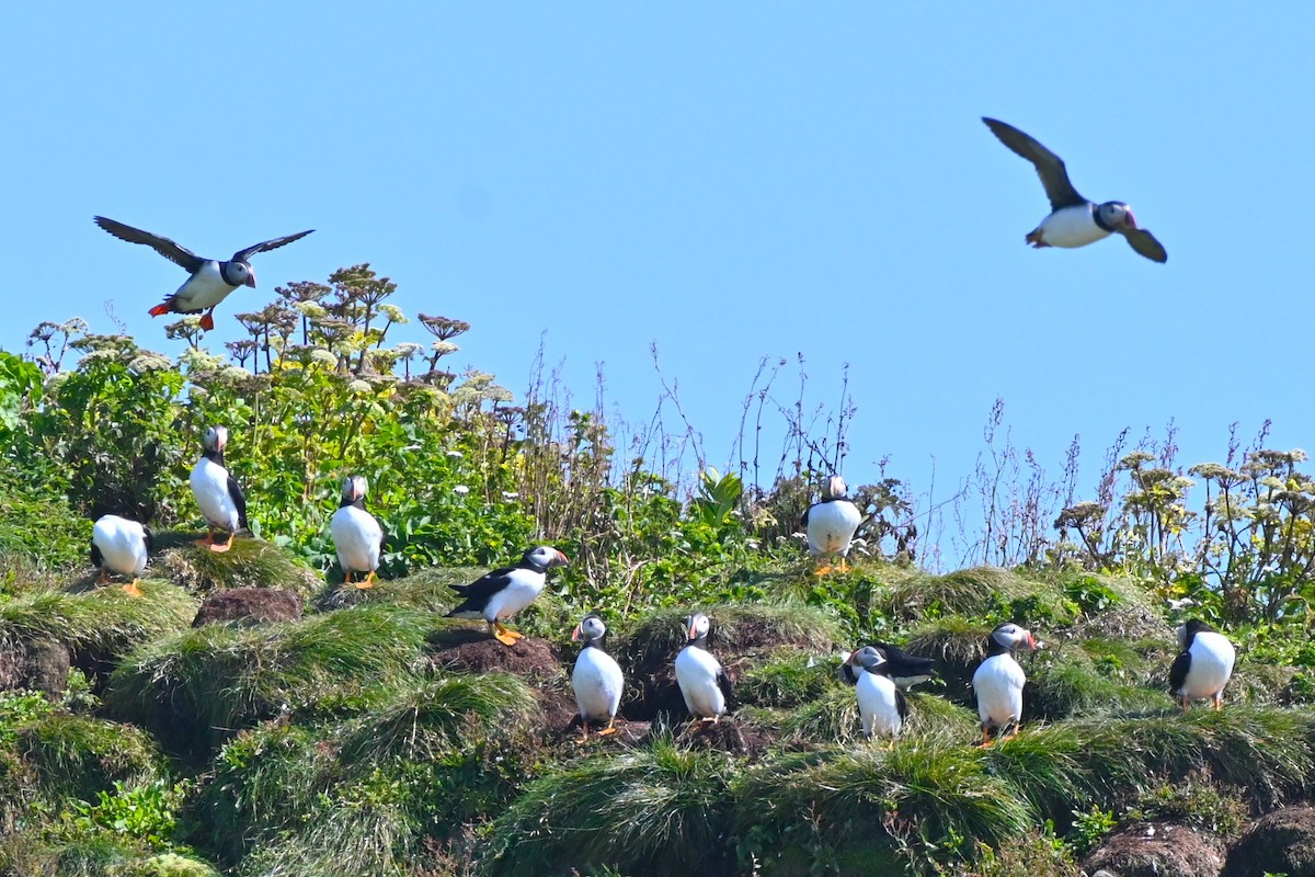 Atlantic Puffin - ML622142818