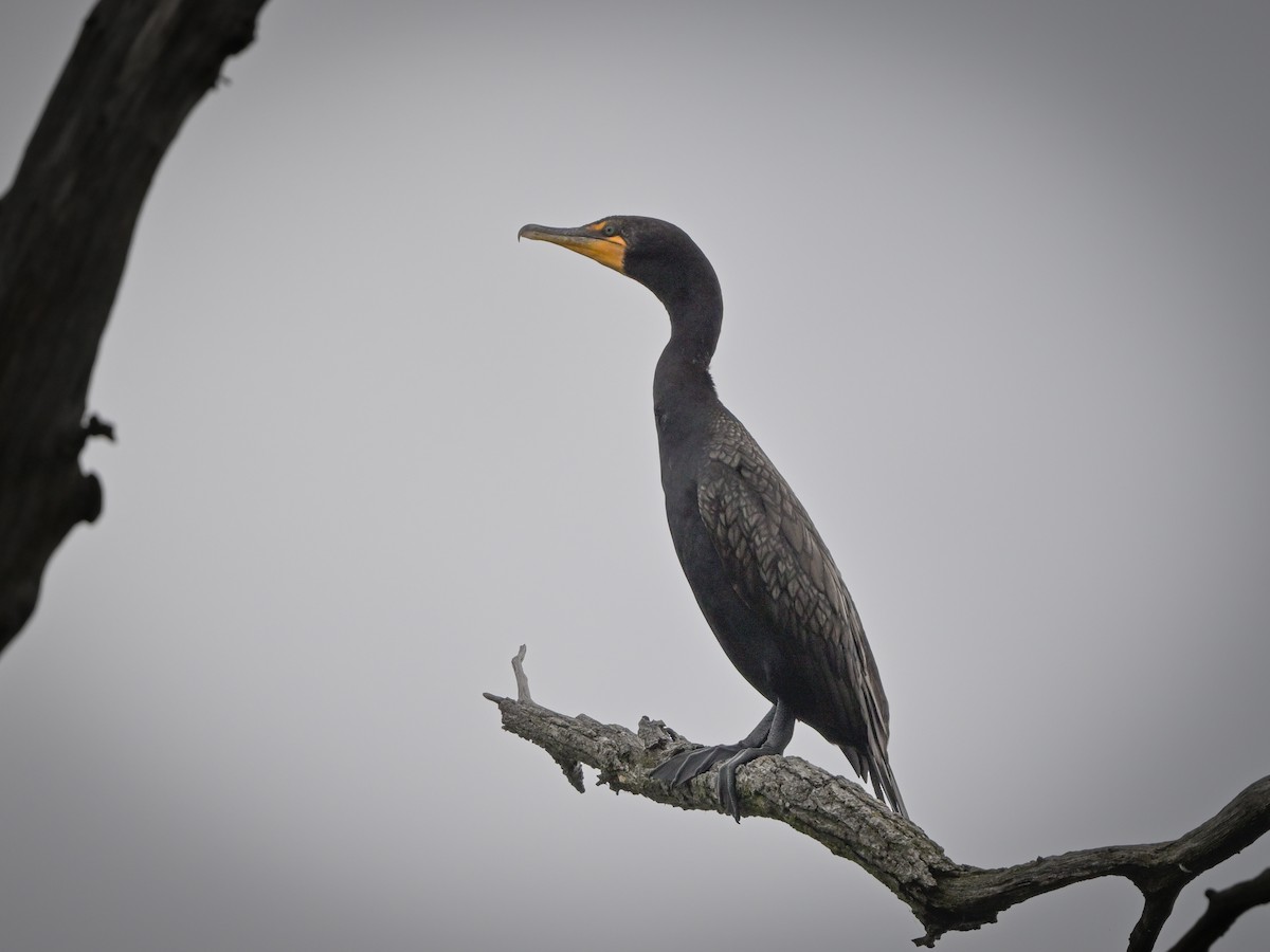 Double-crested Cormorant - ML622142819