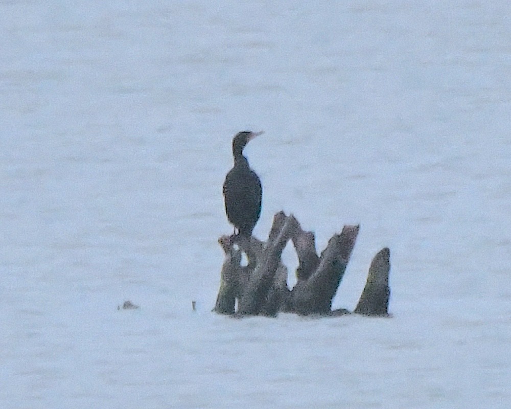 Double-crested Cormorant - ML622142825