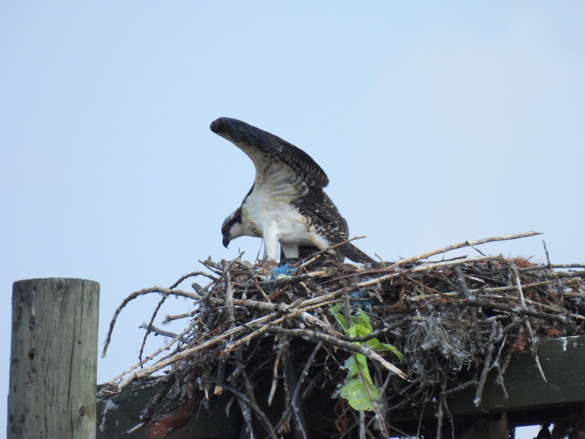 Osprey - Margaret Mackenzie