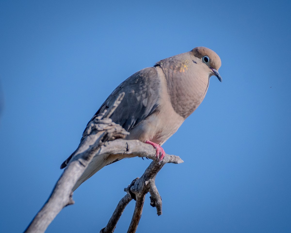 Mourning Dove - ML622142837