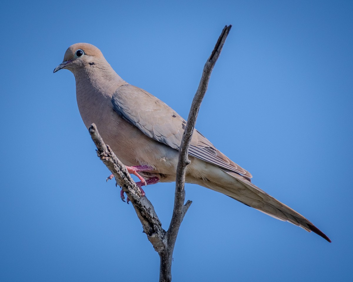 Mourning Dove - ML622142838