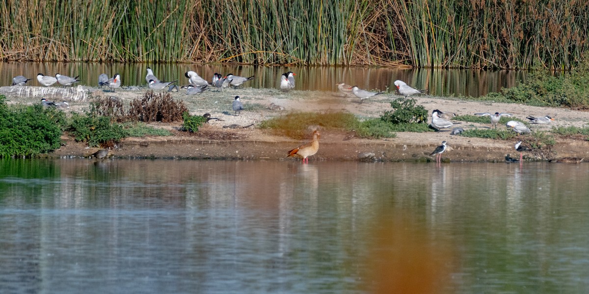 Schwarznacken-Stelzenläufer - ML622142843