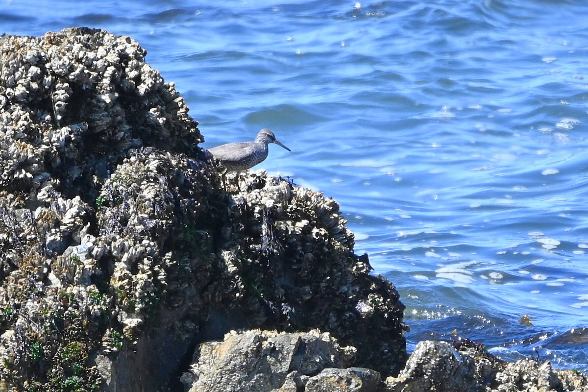 Wandering Tattler - ML622142852