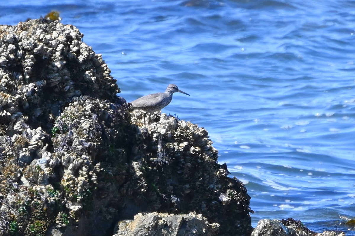 Wandering Tattler - ML622142855