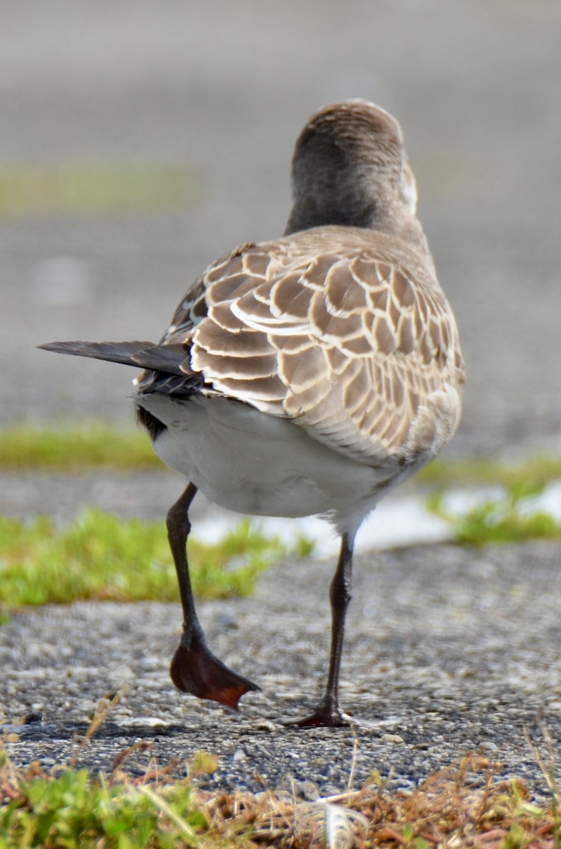 Laughing Gull - ML622142858