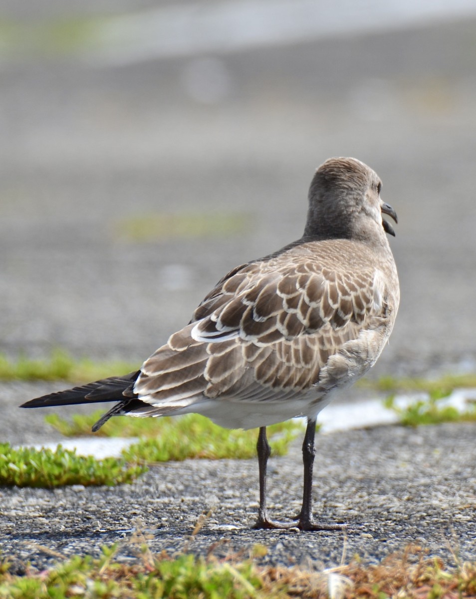 Laughing Gull - ML622142859