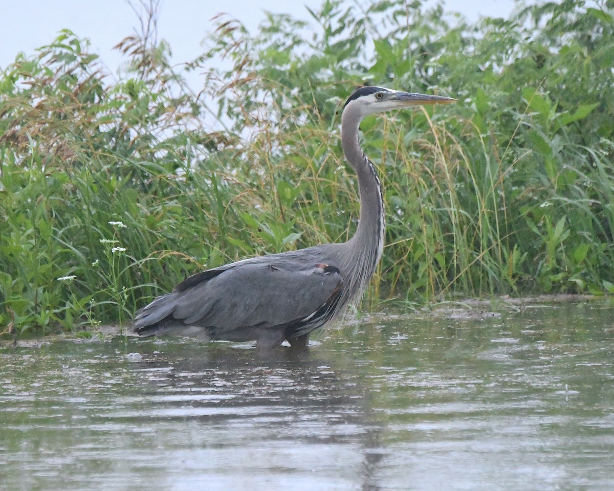 Great Blue Heron - ML622142882