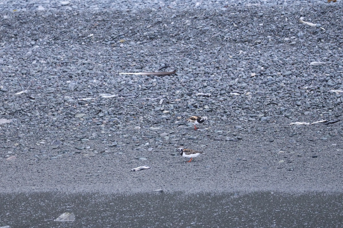 ארנריה אדמונית - ML622142892