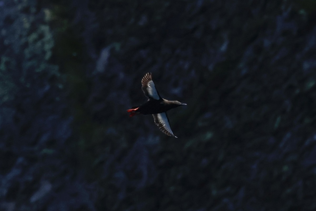 Black Guillemot - ML622142895