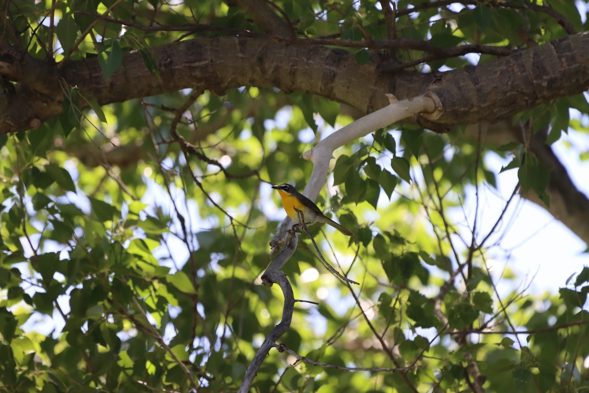 Yellow-breasted Chat - ML622142902