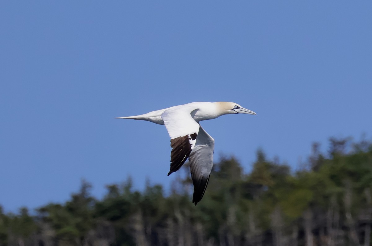 Northern Gannet - ML622142904