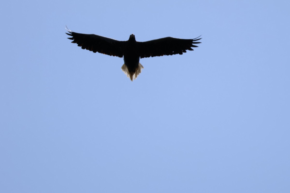 Steller's Sea-Eagle - ML622142913