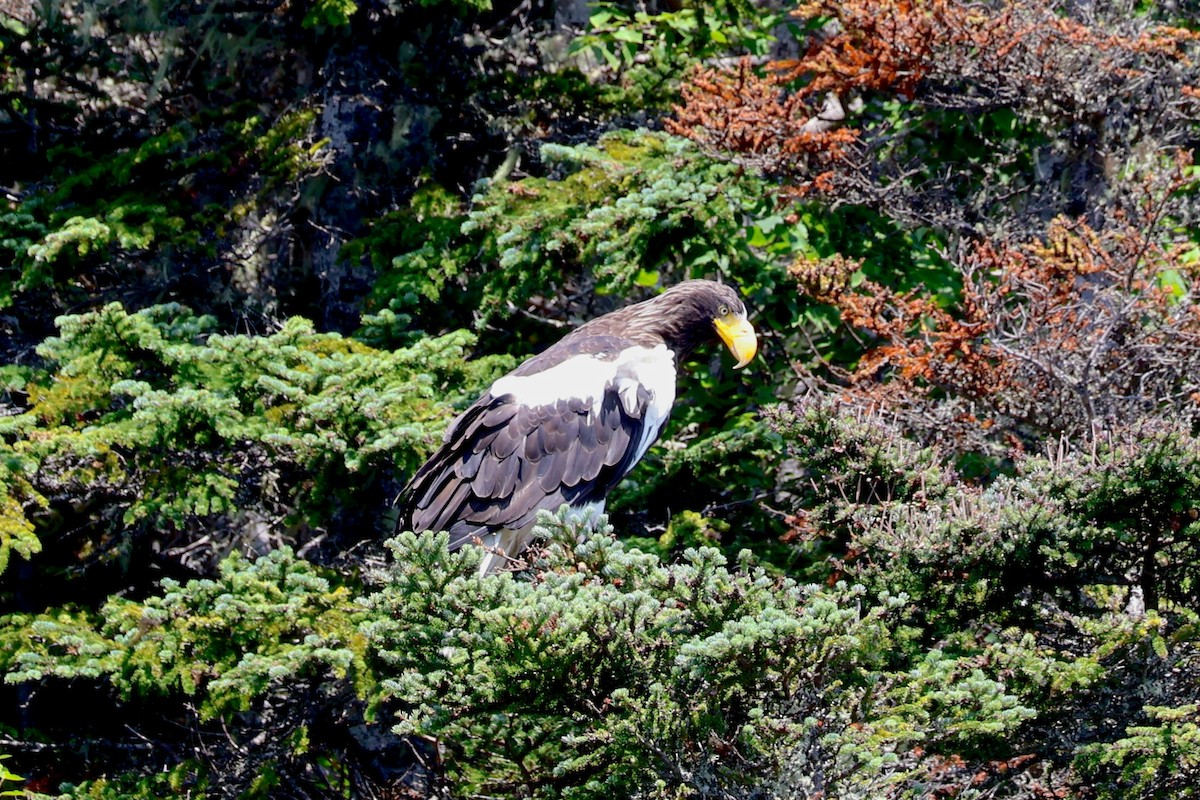 Steller's Sea-Eagle - ML622142914