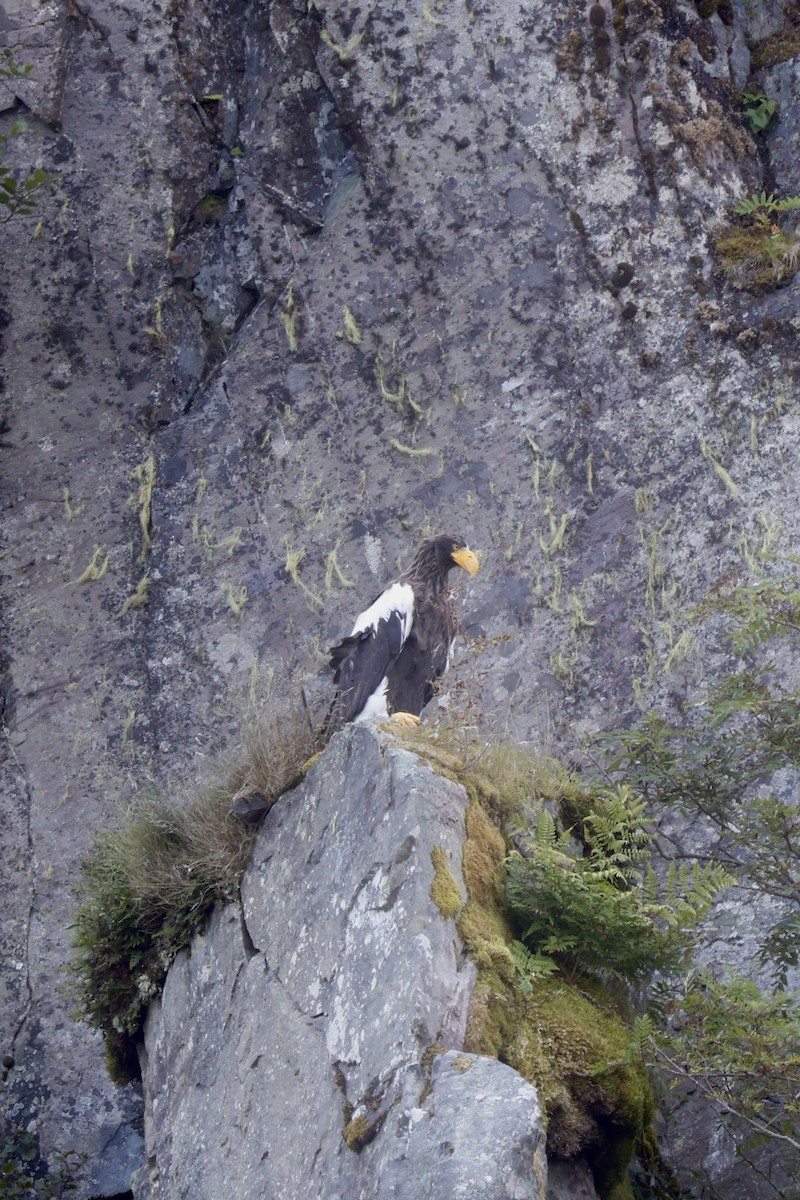 Steller's Sea-Eagle - ML622142915