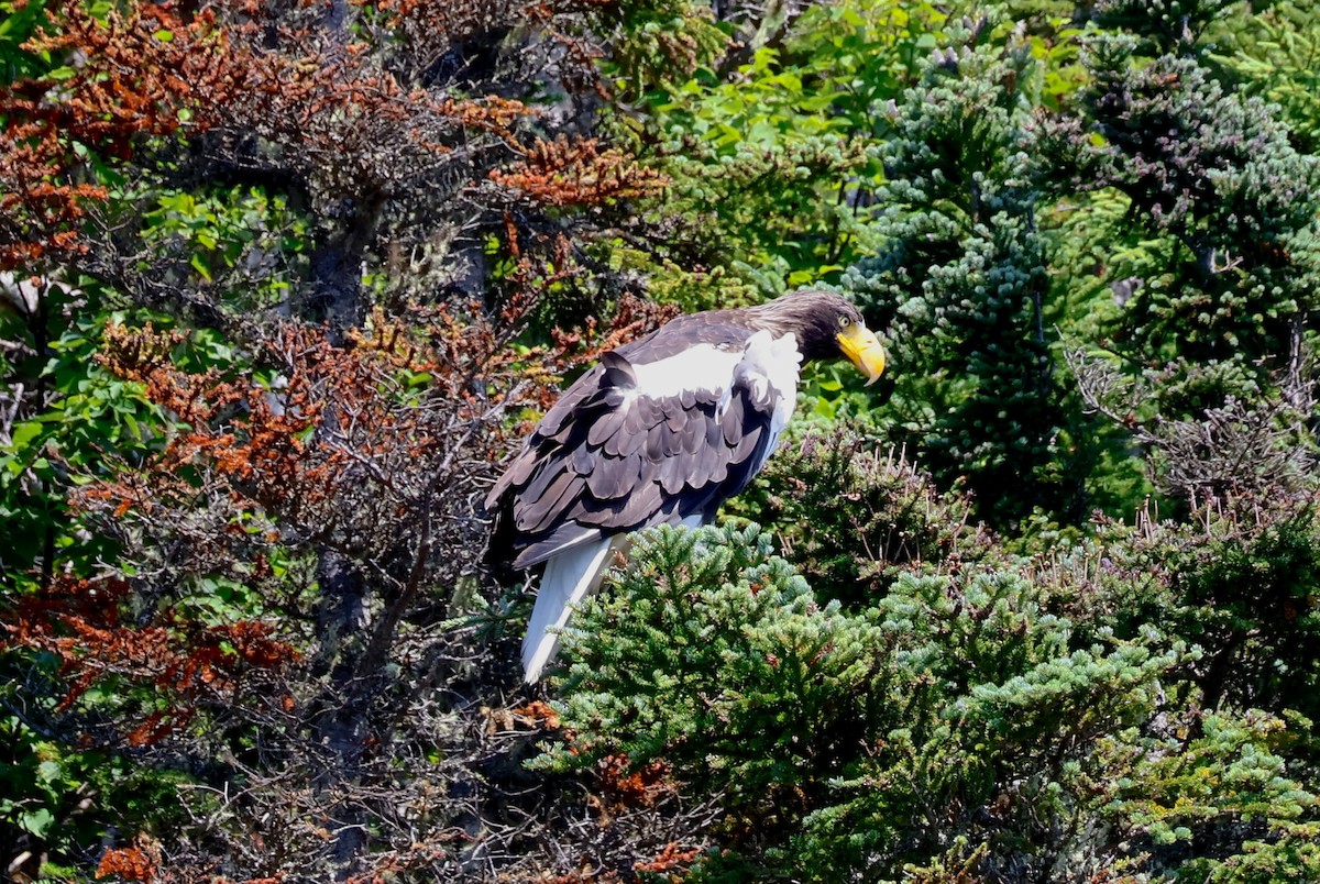 Steller's Sea-Eagle - ML622142916