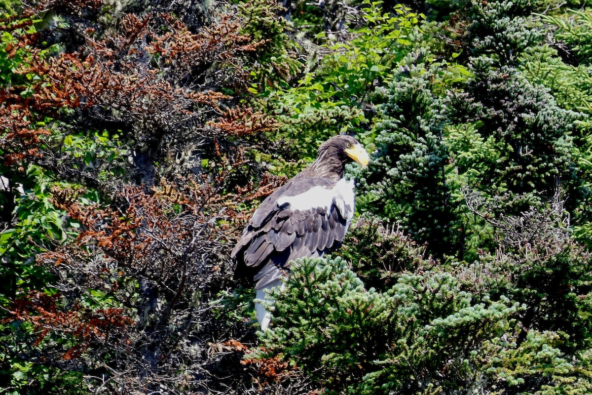 Steller's Sea-Eagle - ML622142917