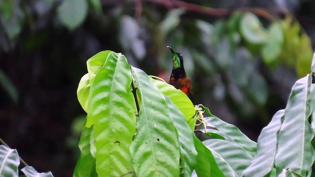 kolibřík zelenokostřečný - ML622142932