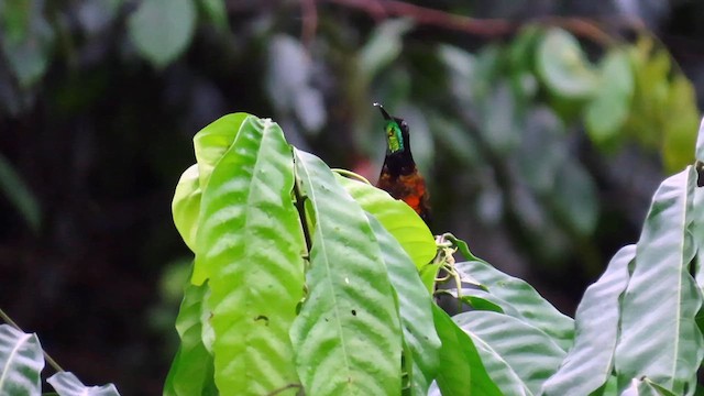 Schwarznacken-Topaskolibri - ML622142932