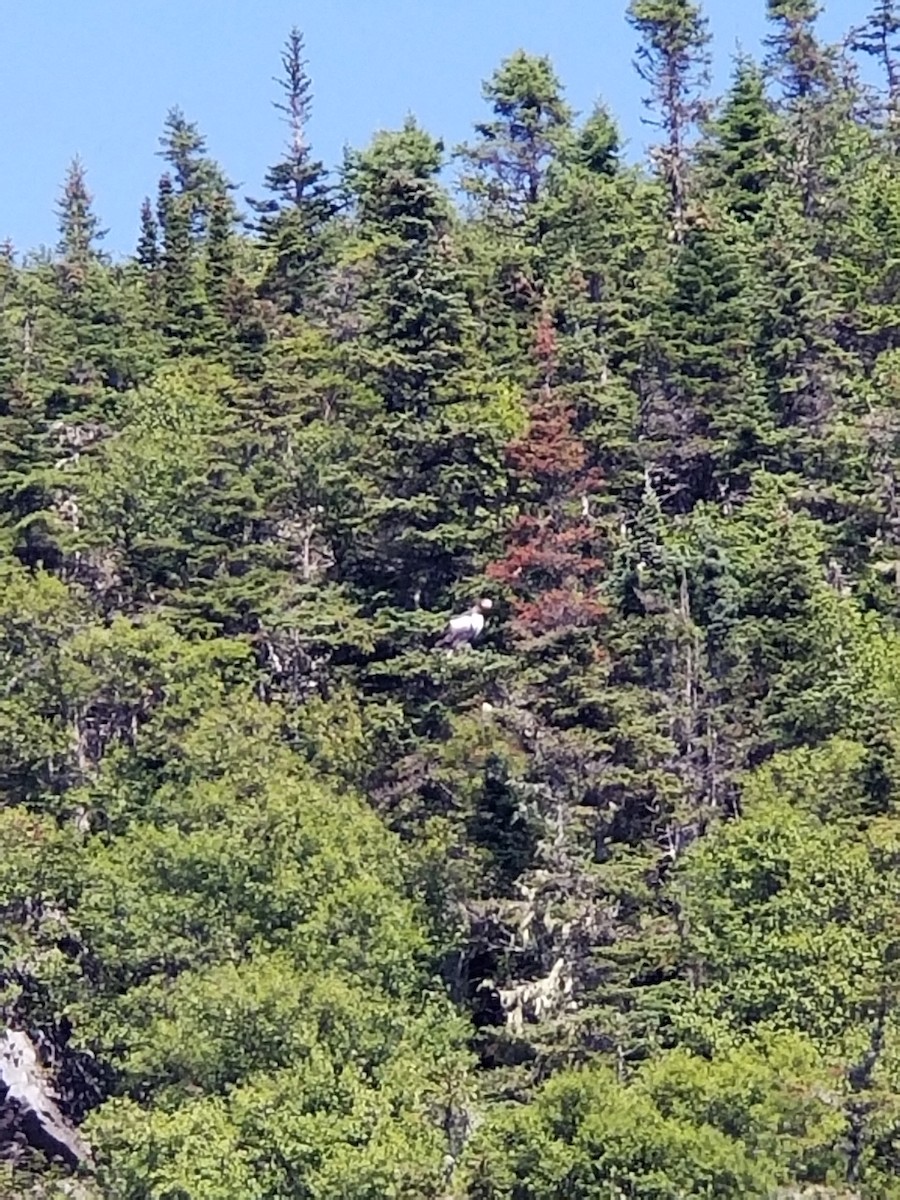 Steller's Sea-Eagle - ML622142936