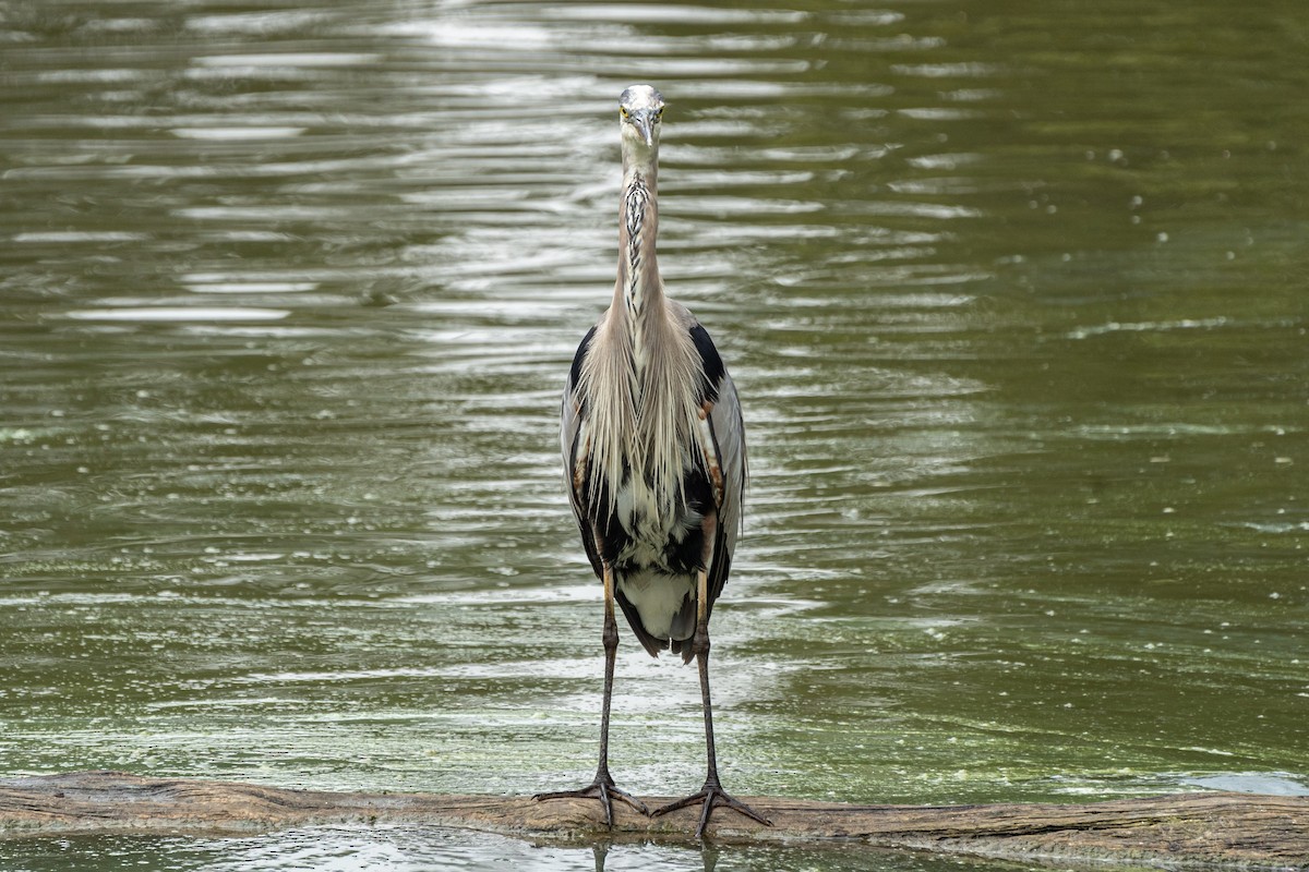 Great Blue Heron (Great Blue) - ML622142947