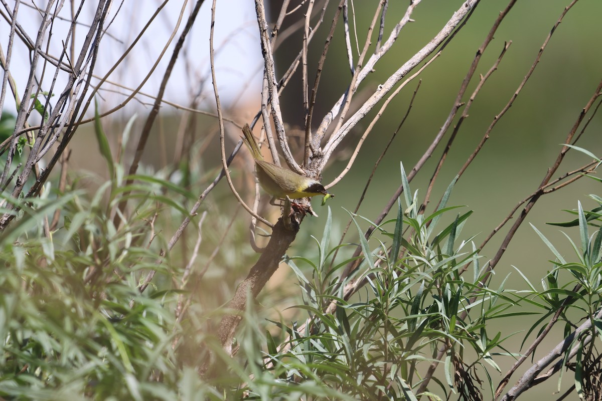 Common Yellowthroat - ML622142955