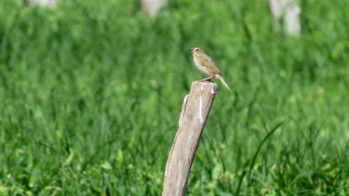 Nelson's Sparrow - ML622142958