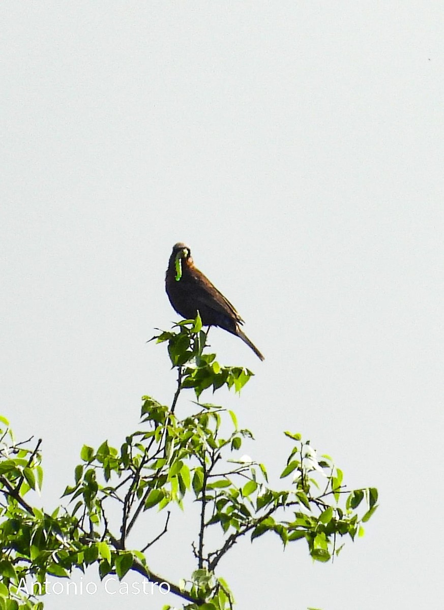 Varied Bunting - ML622142961