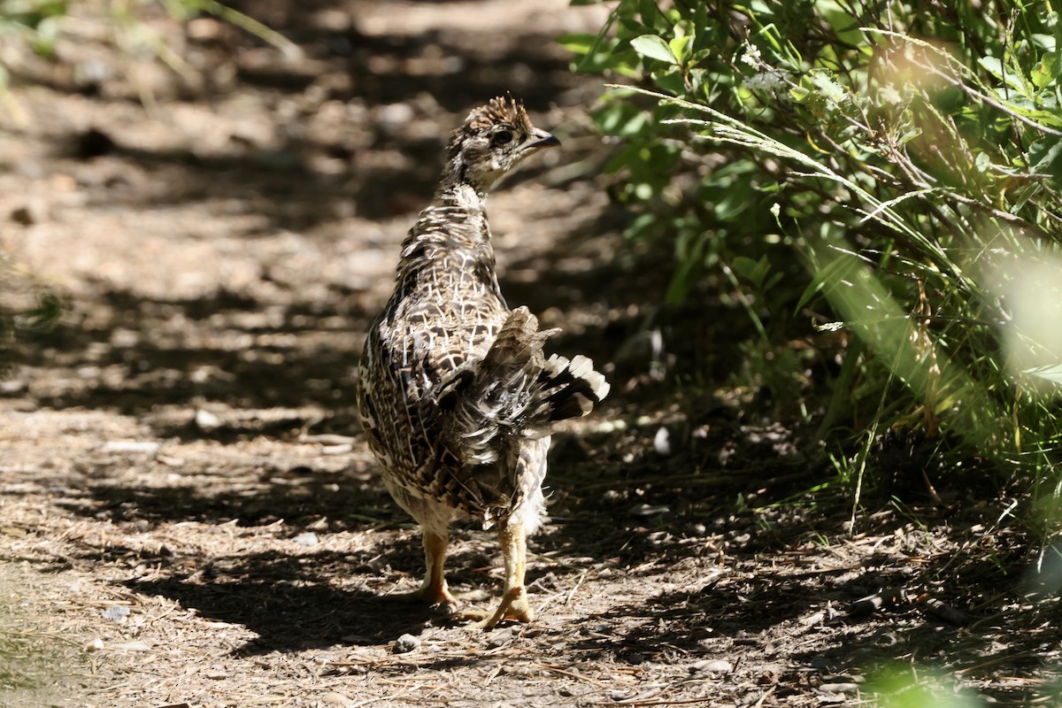 Sooty Grouse - ML622142962