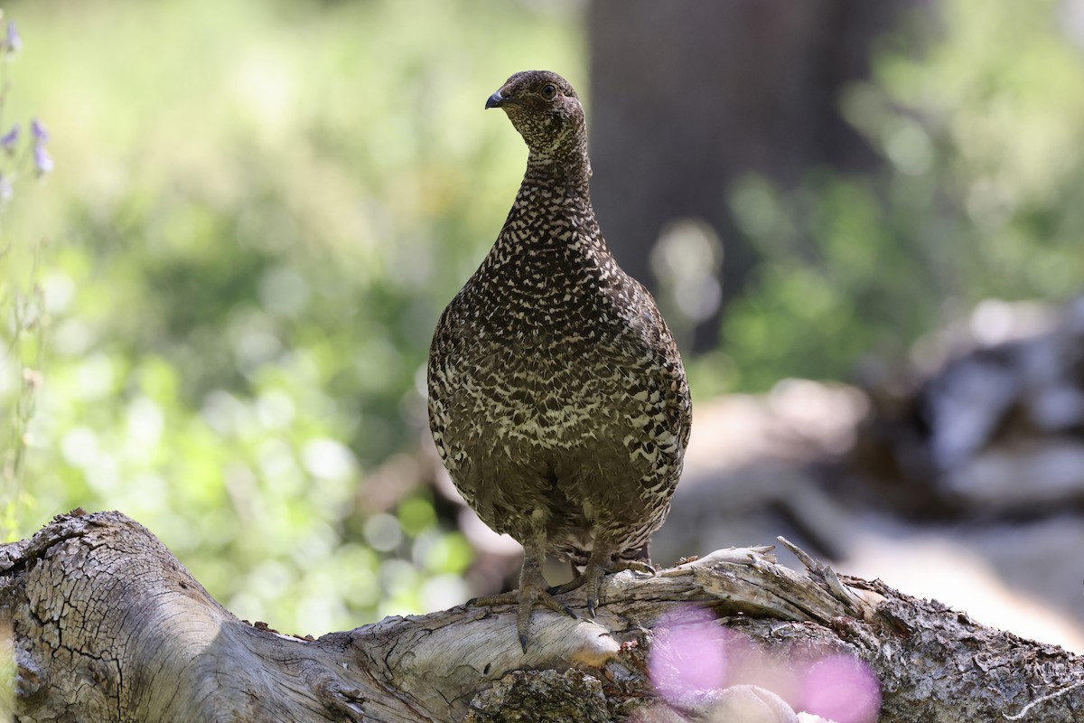 Sooty Grouse - ML622142967