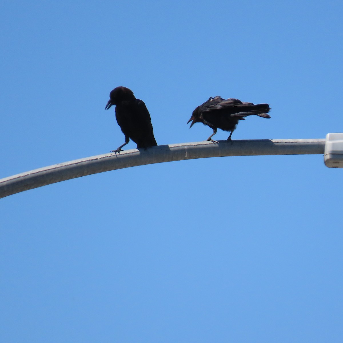 American Crow - ML622142972