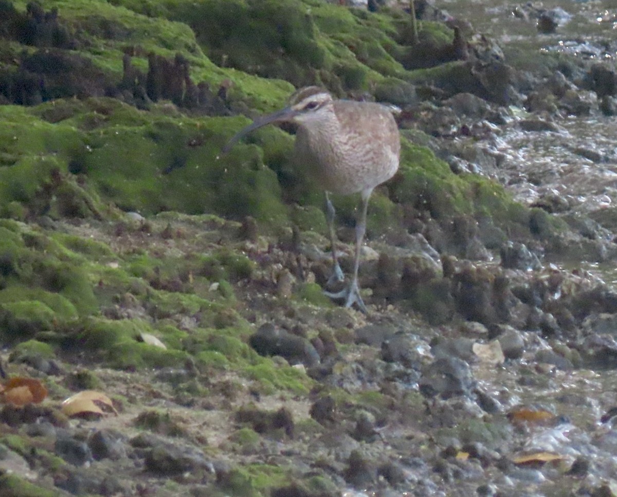 Whimbrel - Gael Silverblatt