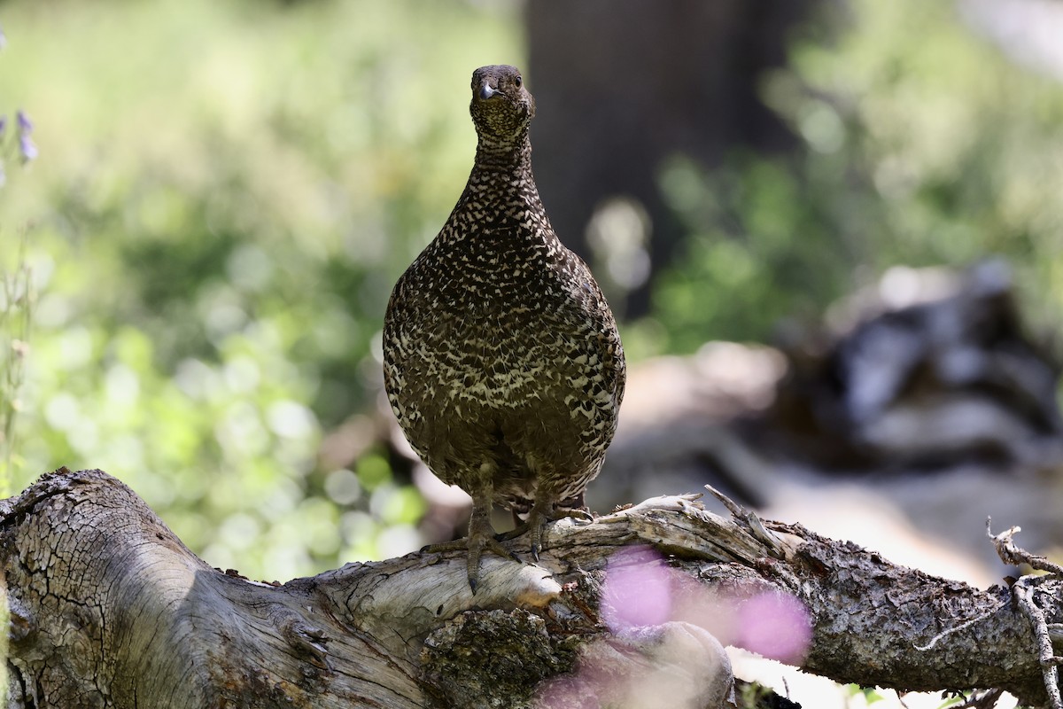 Sooty Grouse - ML622142976