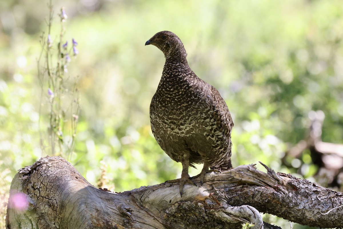 Sooty Grouse - ML622142980