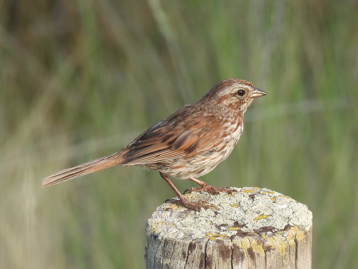 Song Sparrow - Margaret Mackenzie