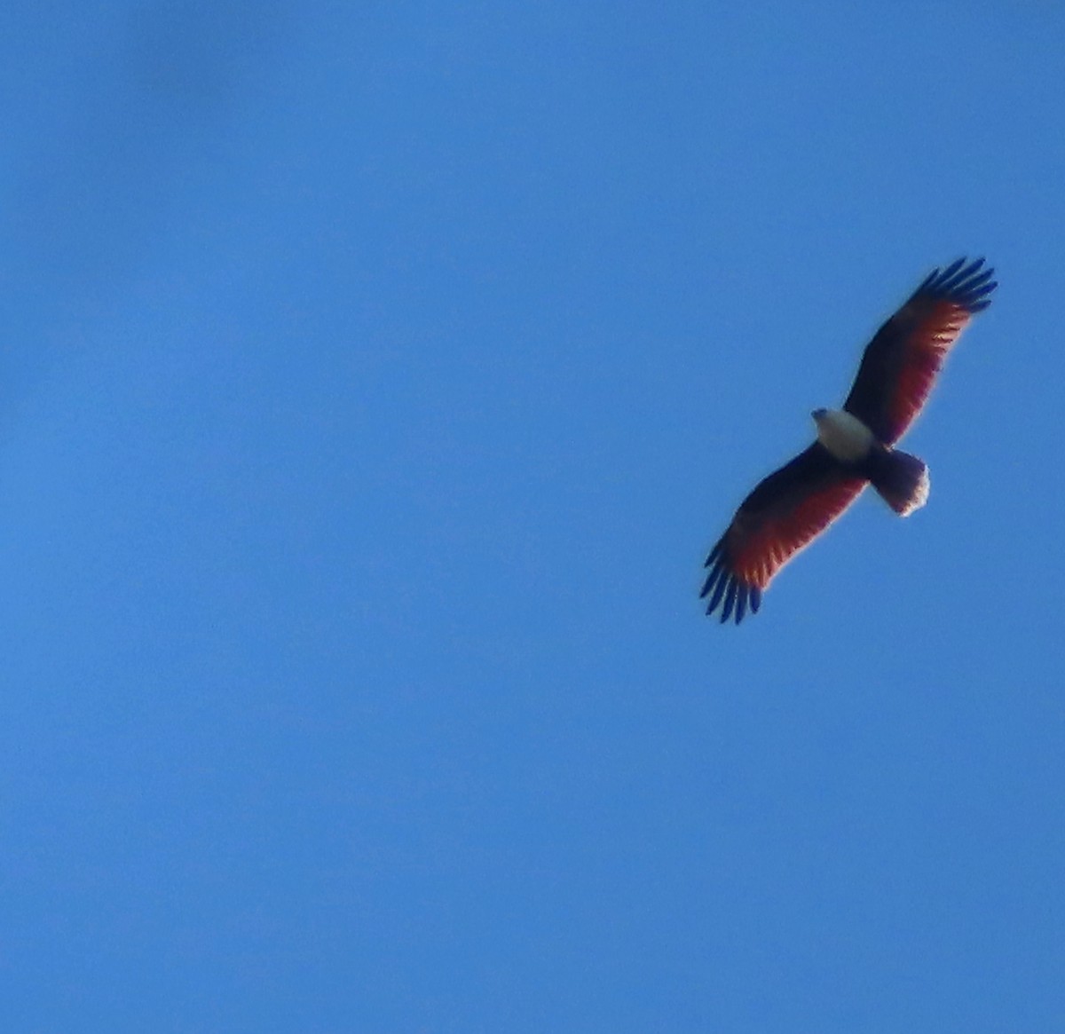 Brahminy Kite - ML622142982