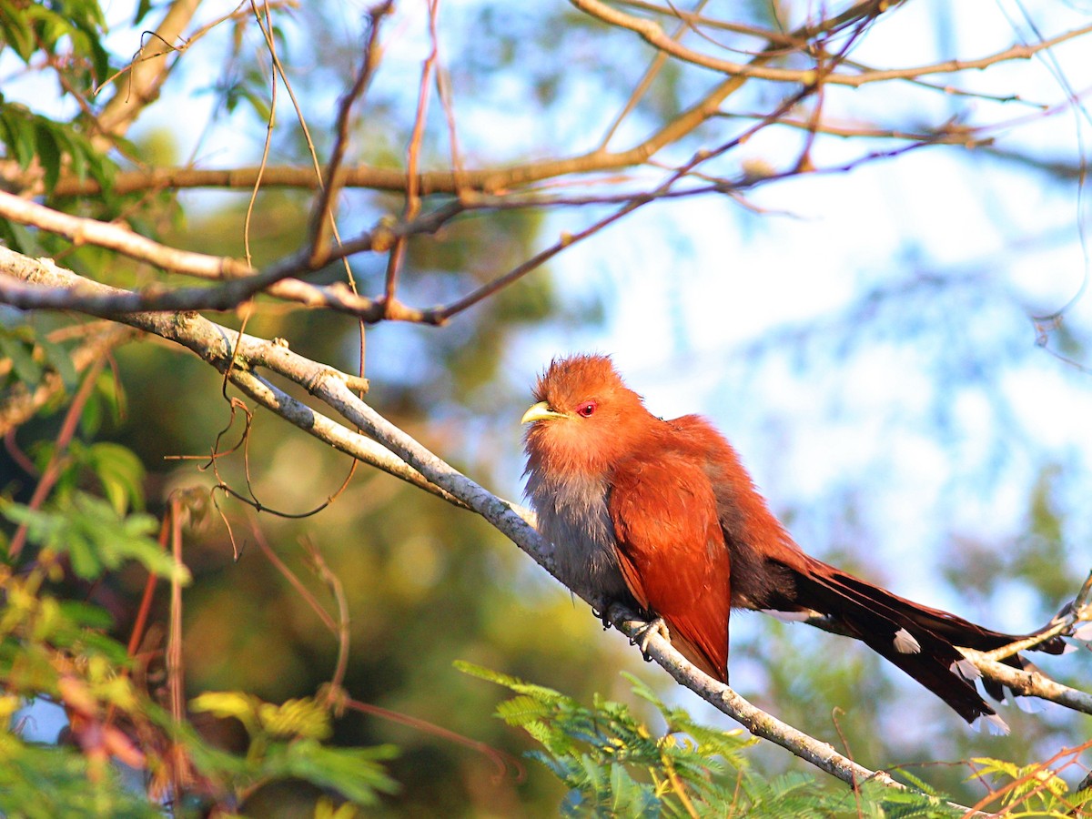 Squirrel Cuckoo - ML622142987