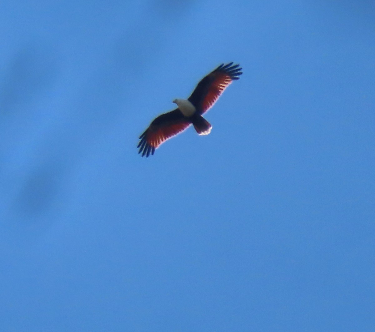 Brahminy Kite - Paul Dobbie