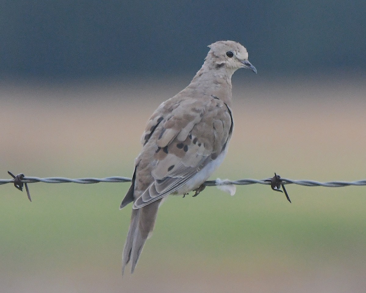 Mourning Dove - ML622142989