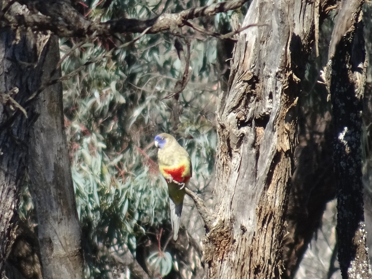 Perico Cariazul - ML622142994