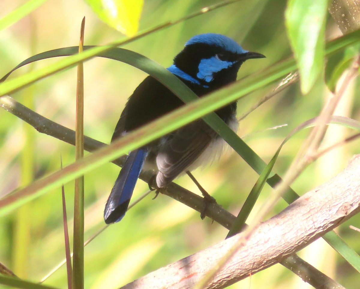 Superb Fairywren - ML622142998