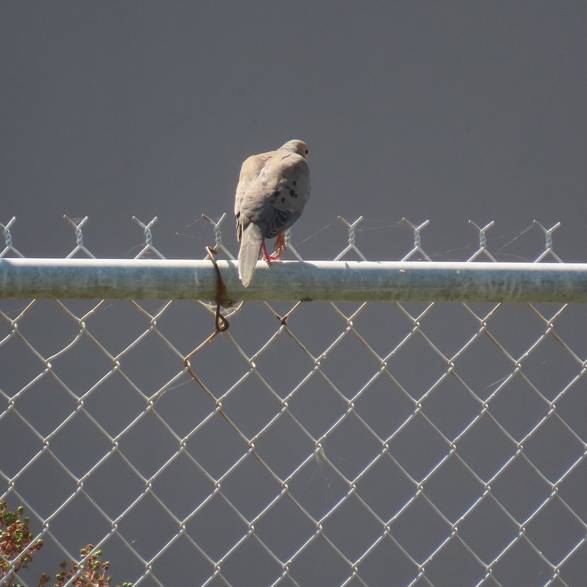 Mourning Dove - ML622143005