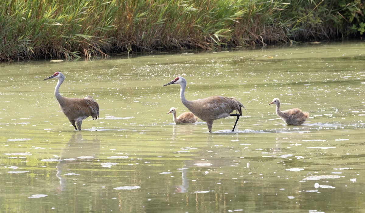 Sandhill Crane - Peter Candido