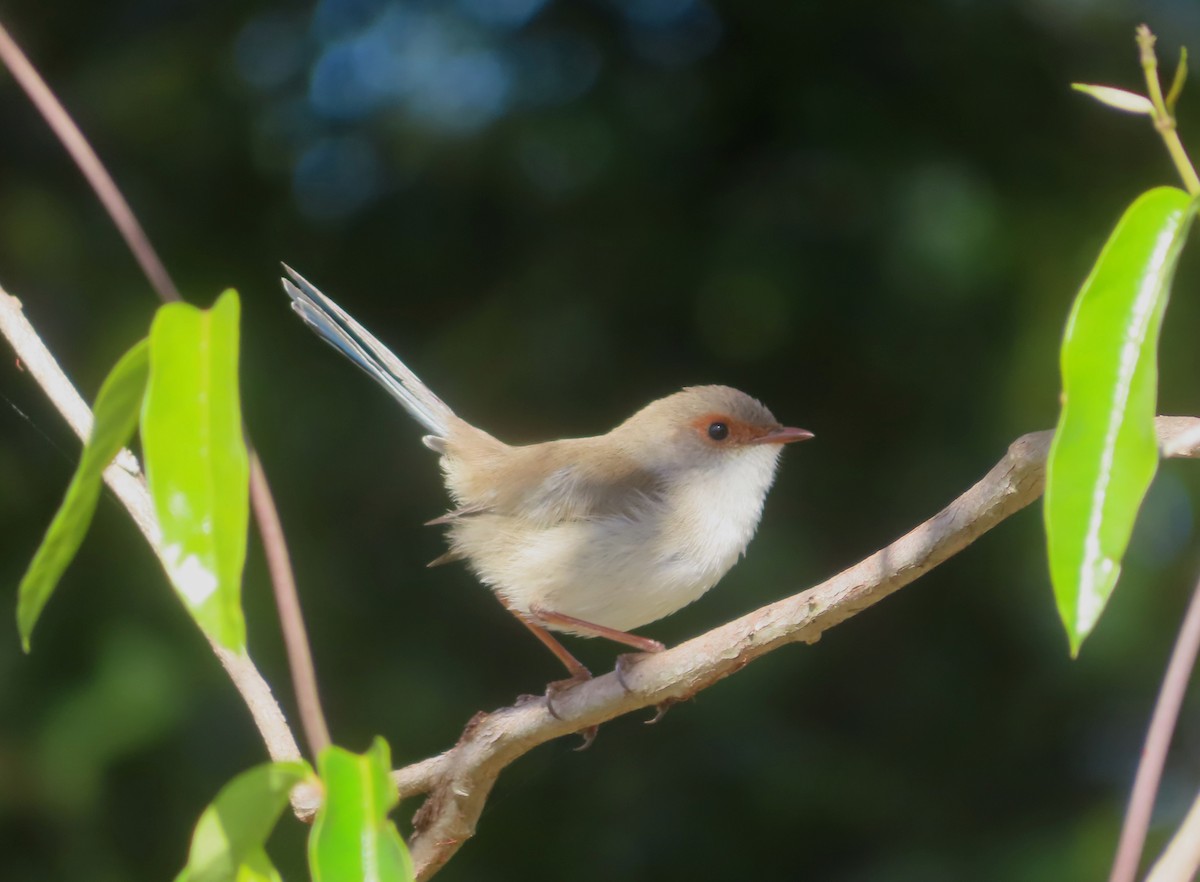 Superb Fairywren - ML622143008