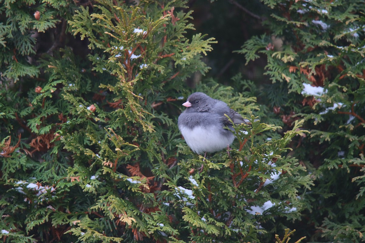 Dark-eyed Junco - ML622143012