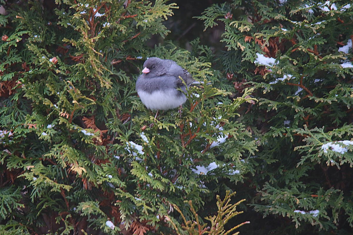 Dark-eyed Junco - Sylvain Lépine